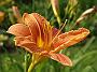 Hemerocallis fulva Europa_Wildart